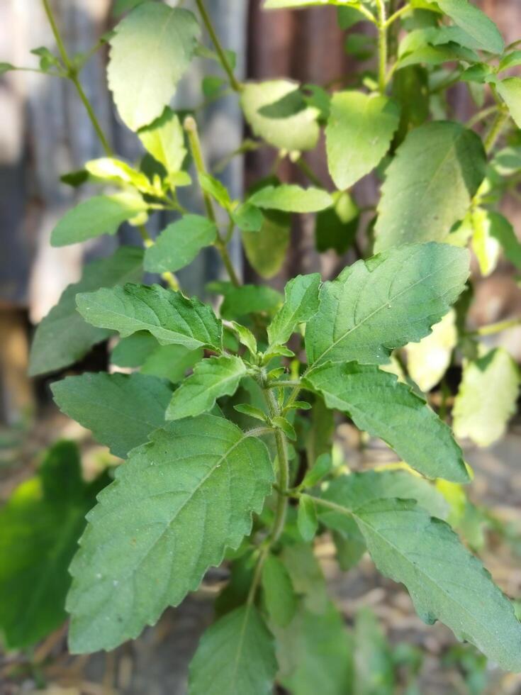 The properties of Tulsi leaves cannot be overstated. According to experts, chew one Tulsi leaf daily to stay healthy. In the balcony of the house, where light and air flow, you can plant beneficial photo