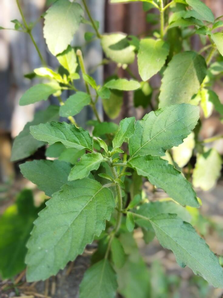 el propiedades de tulsi hojas no puedo ser exagerado. según a expertos, masticar uno tulsi hoja diario a permanecer saludable. en el balcón de el casa, dónde ligero y aire fluir, usted lata planta beneficioso foto