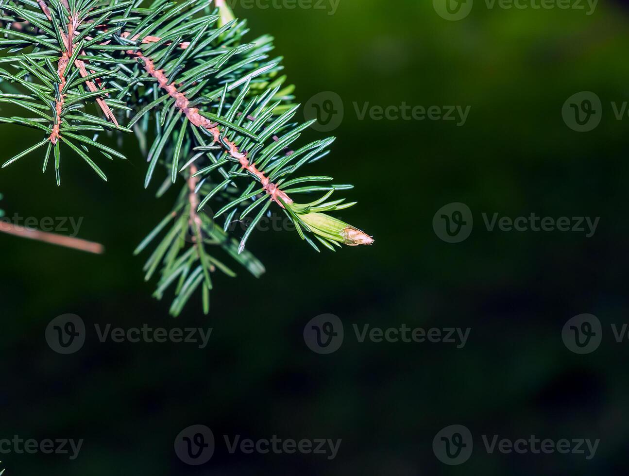 Blue spruce branches with needles on a dark background. Blue spruce with the Latin name Picea pungens. photo