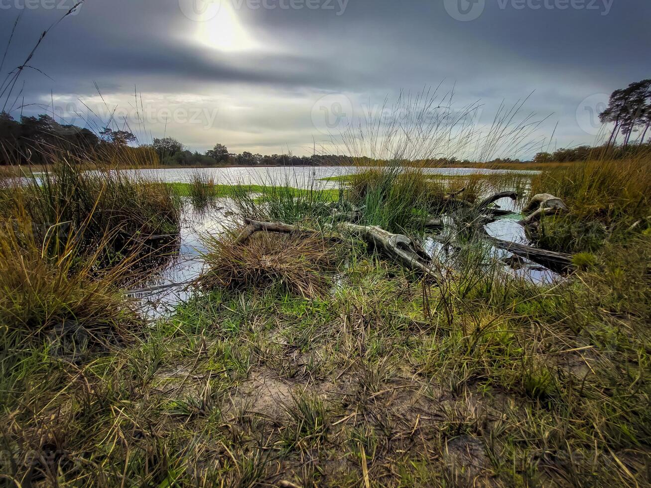 View on Kogelvangersven in Kampina nature reserve near Oisterwijk, Netherlands photo