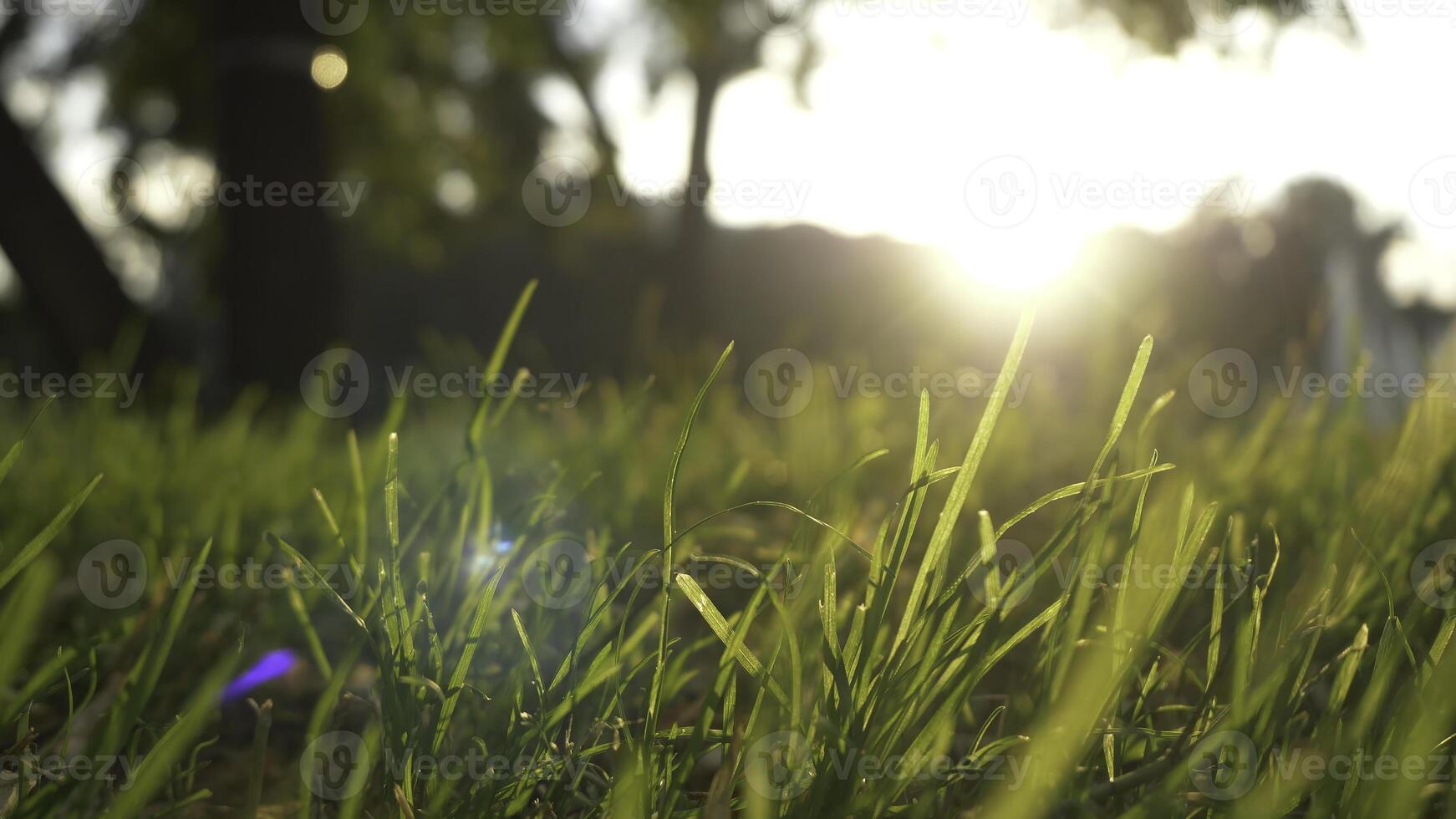 Summer grass meadow motion blur of pleasant wind with bright sunlight, sunny spring background photo