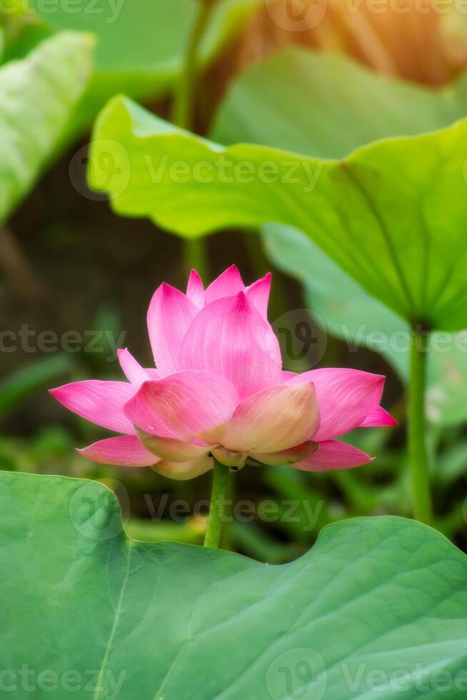 Beautiful pink lotus flower photo