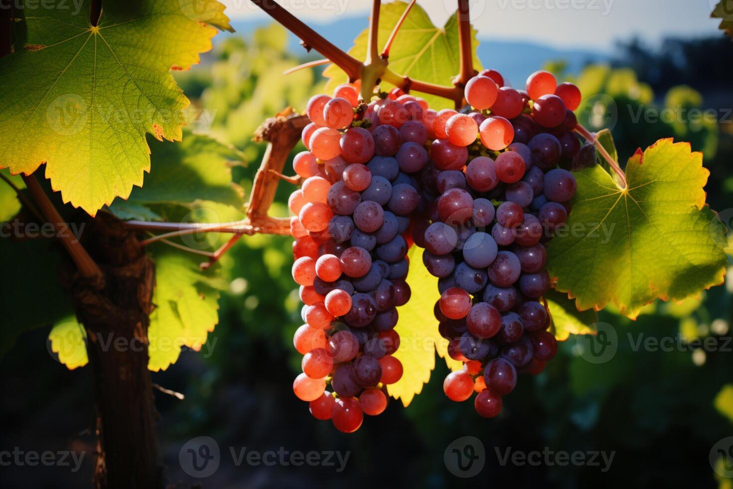 AI generated Vines of plenty Grapes grow luxuriantly, promising a fruitful harvest photo