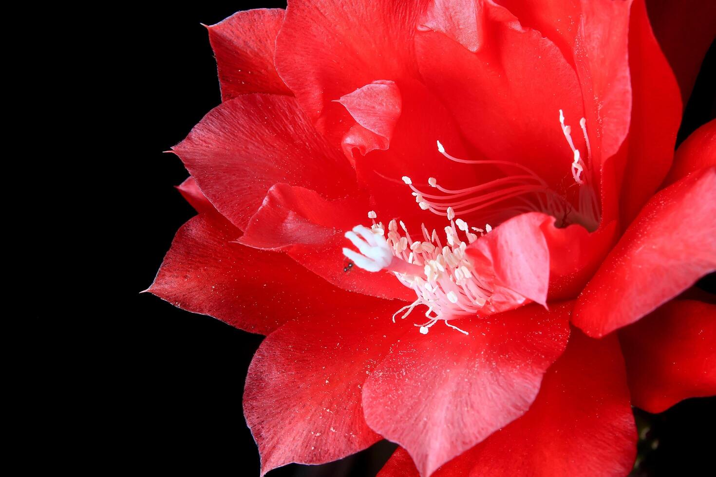 Red flower of fishbone cactus, Disocactus anguliger ,Epiphyllum anguliger, commonly known as the fishbone cactus or zig zag photo