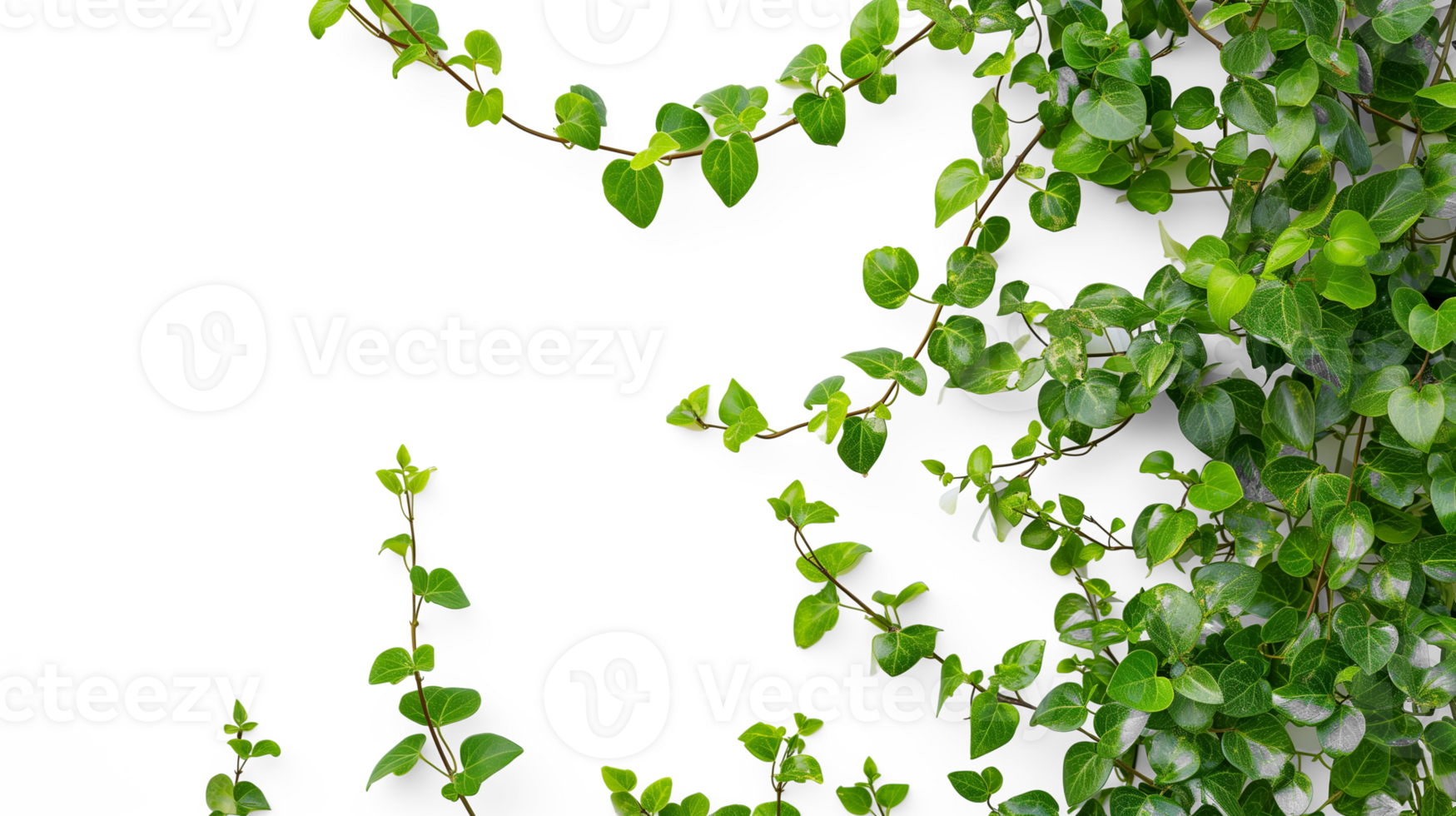 AI generated Vine plant climbing creeper border isolated on transparent background png