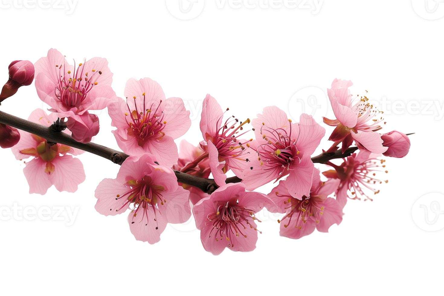 AI generated Branch with colorful blooming flowers isolated on transparent background png