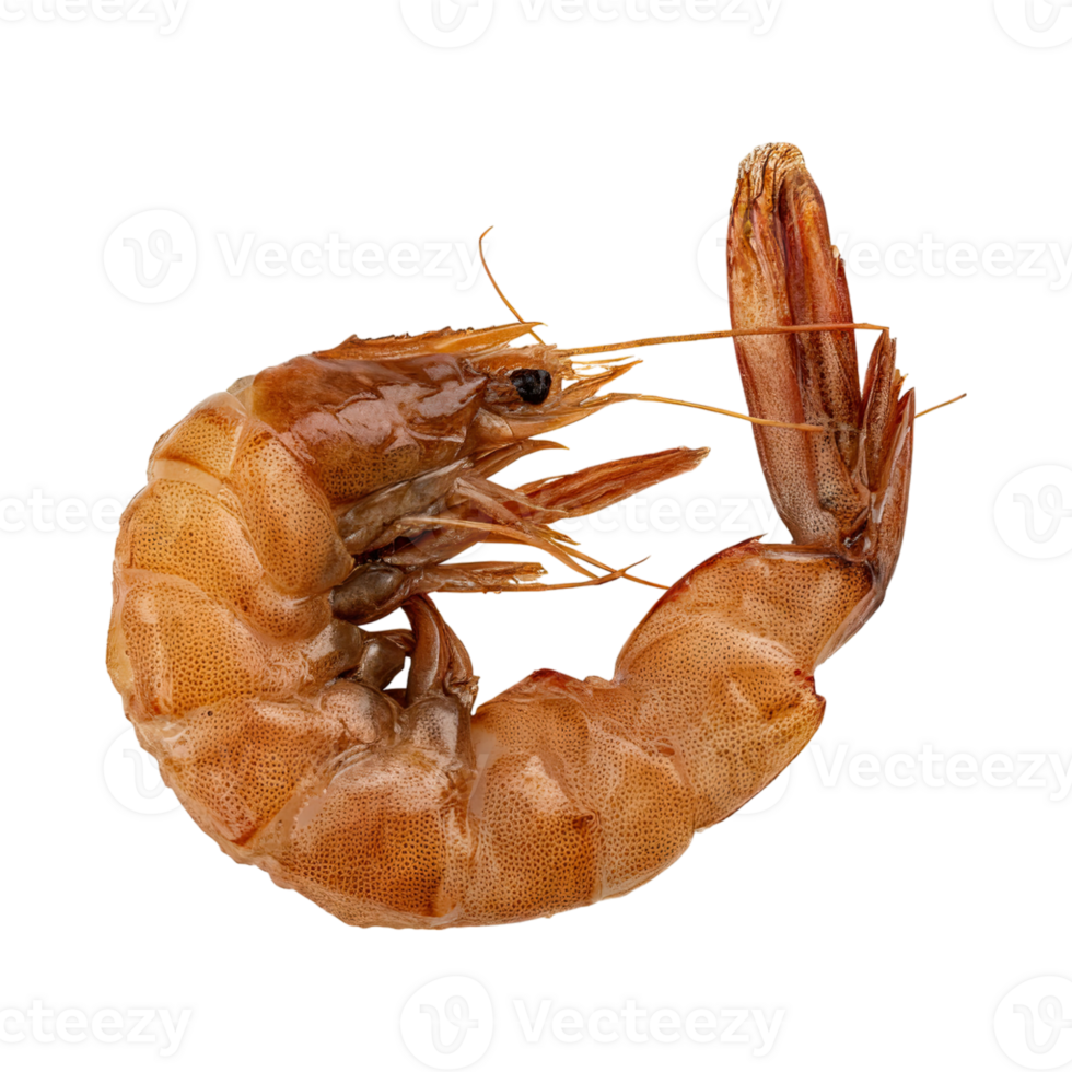 AI generated Floating Of One Brown Dried Shrimp Ebi, Isolated Transparent Background png