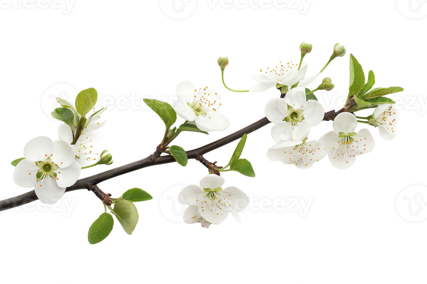 AI generated Branch with colorful blooming flowers isolated on transparent background png