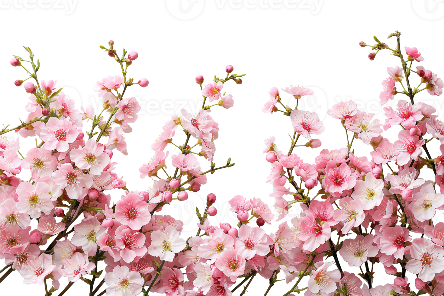 AI generated Branch with colorful blooming flowers isolated on transparent background png