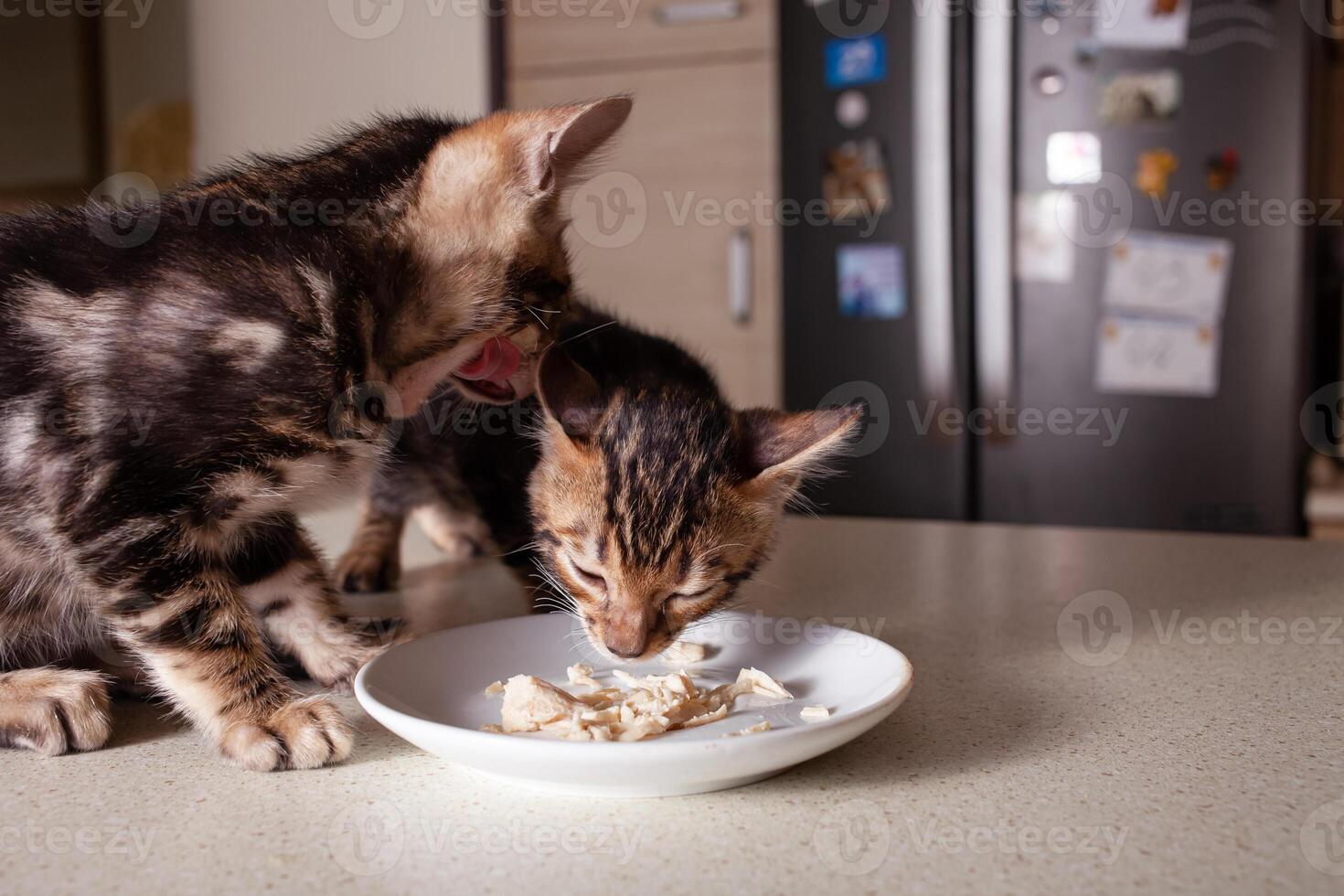 A small brown leopard-beige Bengal kitten sits on a beige bar table photo