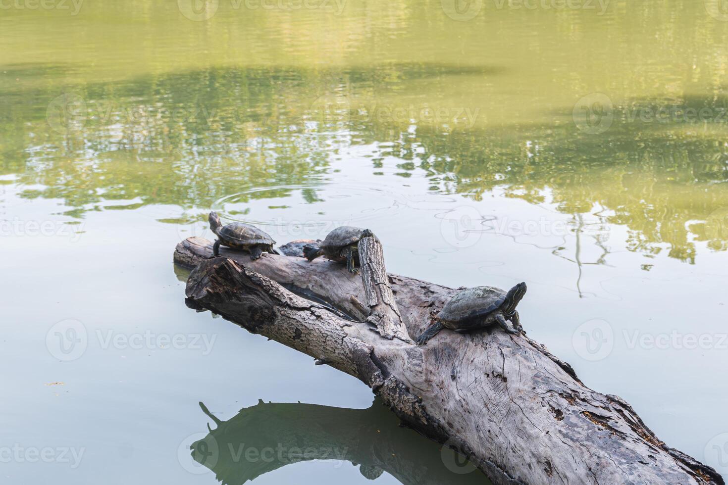 A group of turtles sun bathing themselves on a log in a pond at Makut Rommayasaran Park, Nonthaburi, Thailand photo