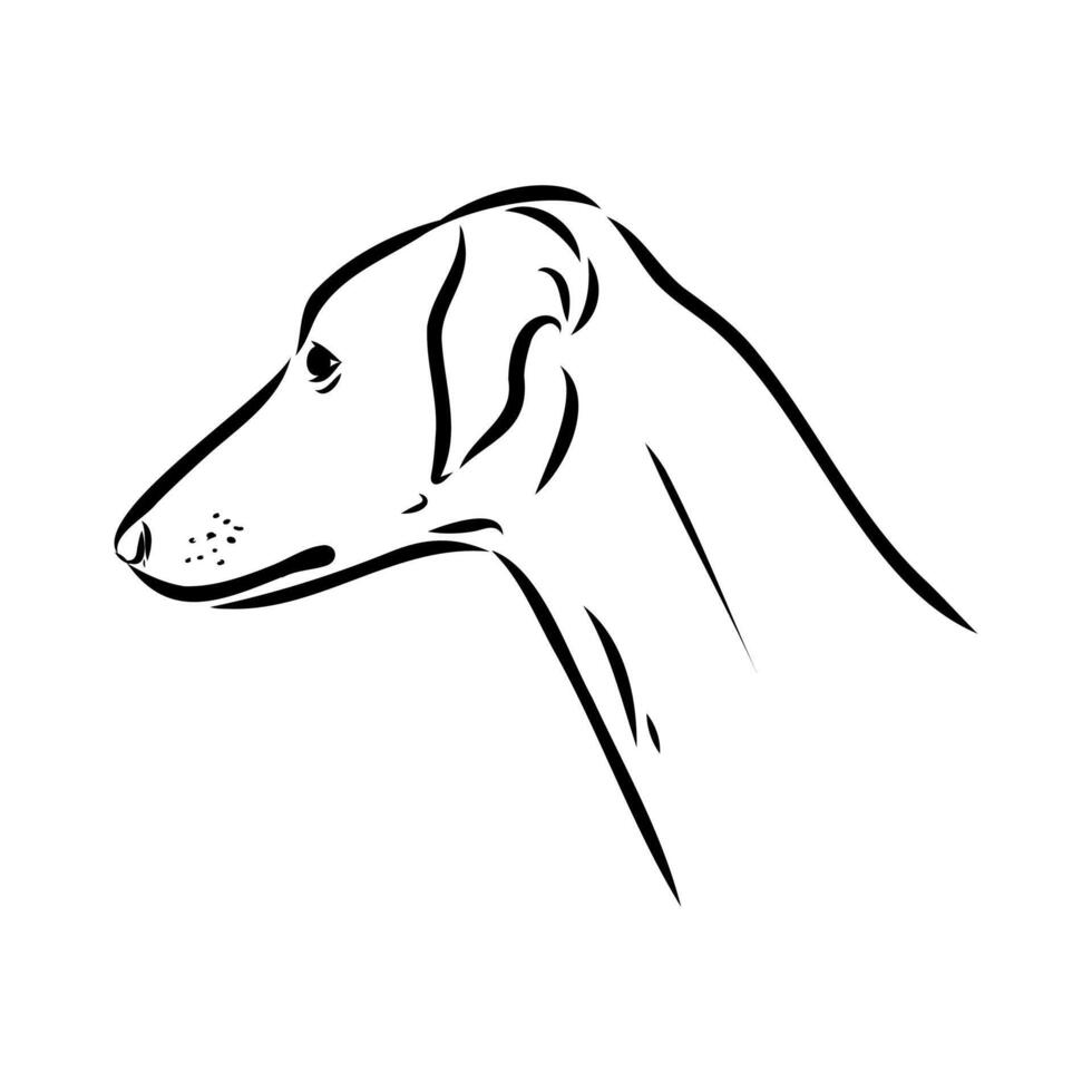 galgo azawak vector bosquejo