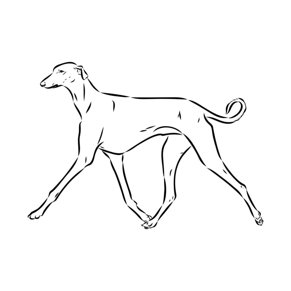 Greyhound azawak vector sketch