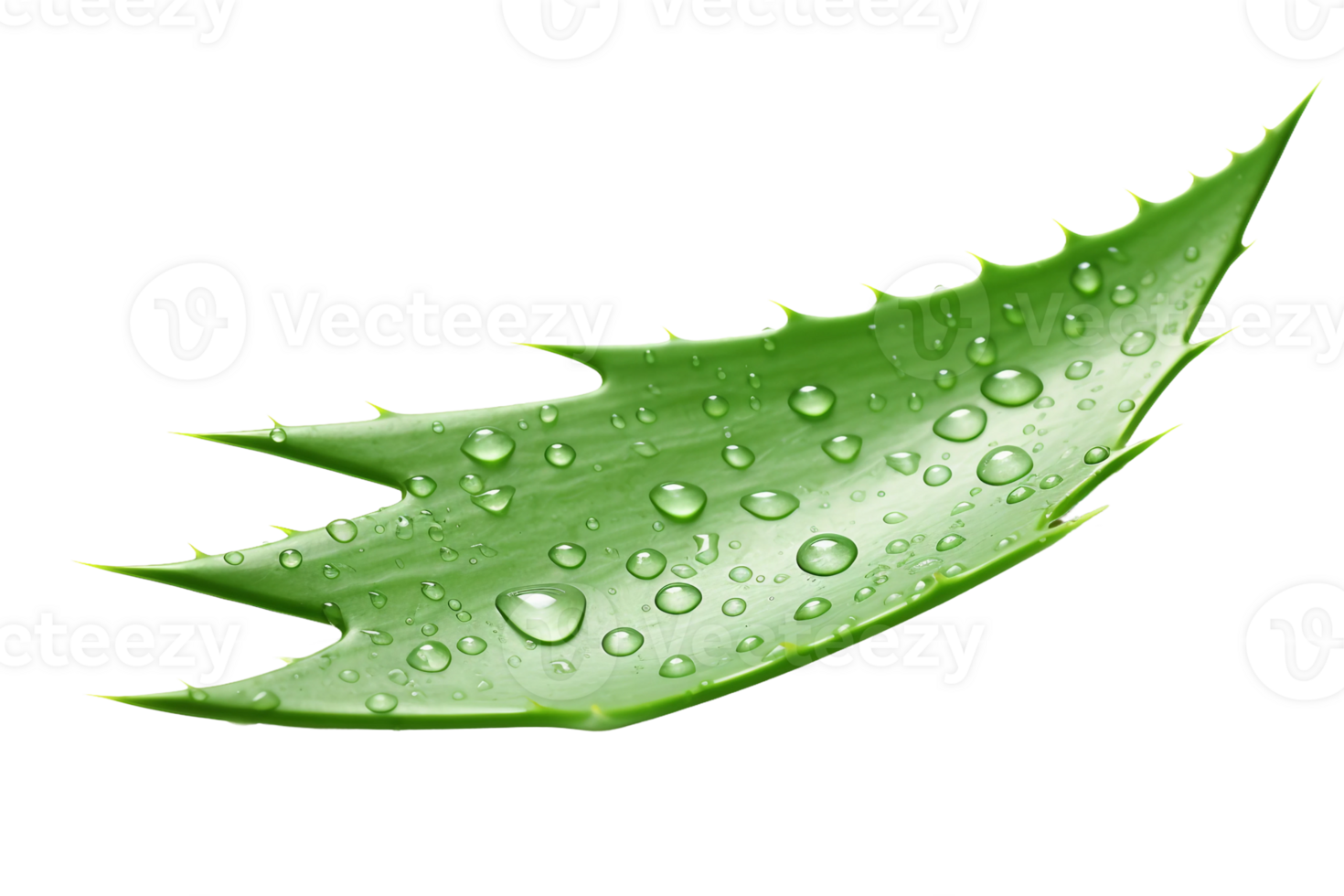 AI generated Aloe Vera's Refreshing Presence on transparent background. png