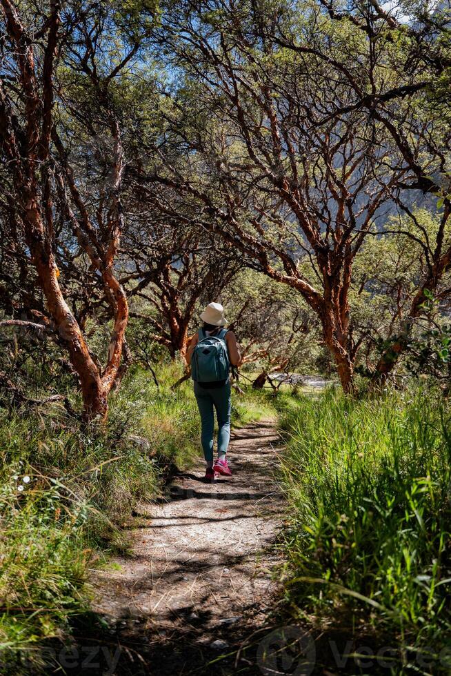 Tourist walks along a path of trees, heading to the Llanganuco lagoon. photo