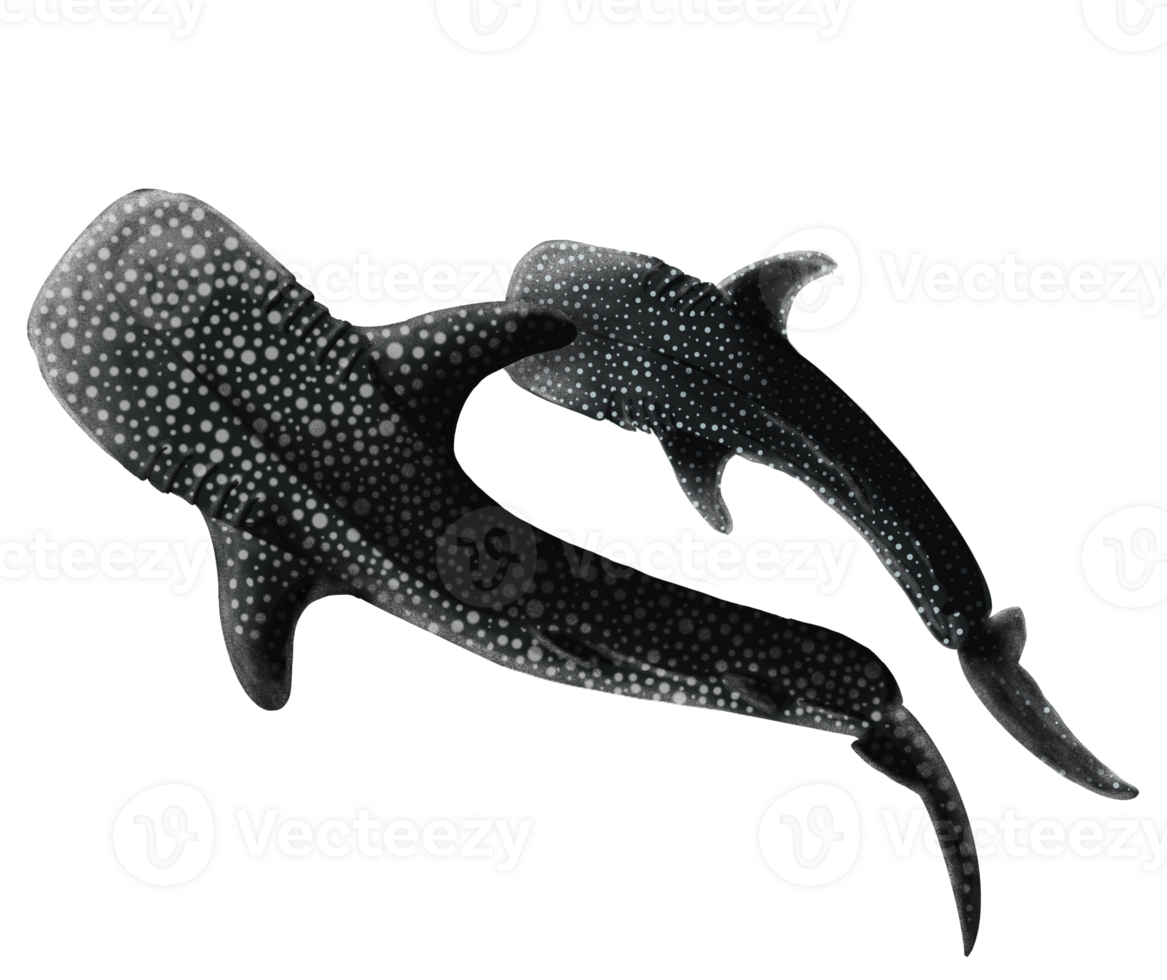 Whale shark swimming with pup illustration png