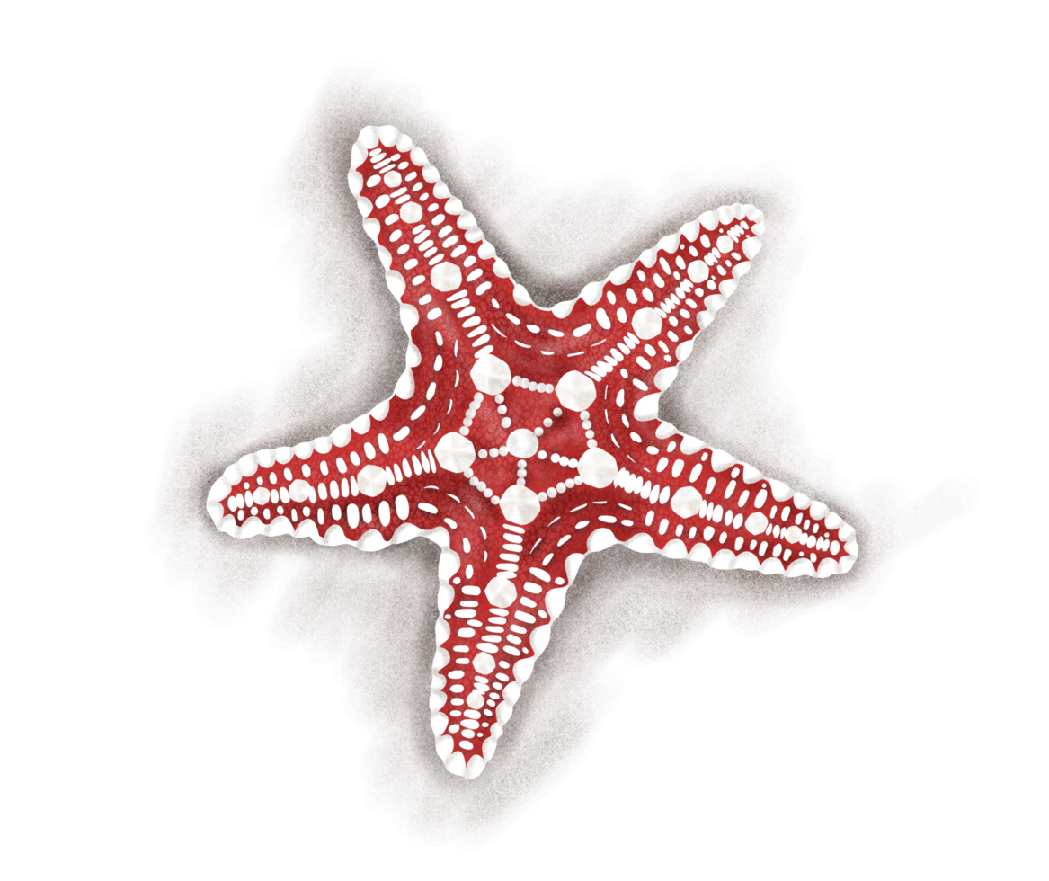 Isolated red startfish illustration png