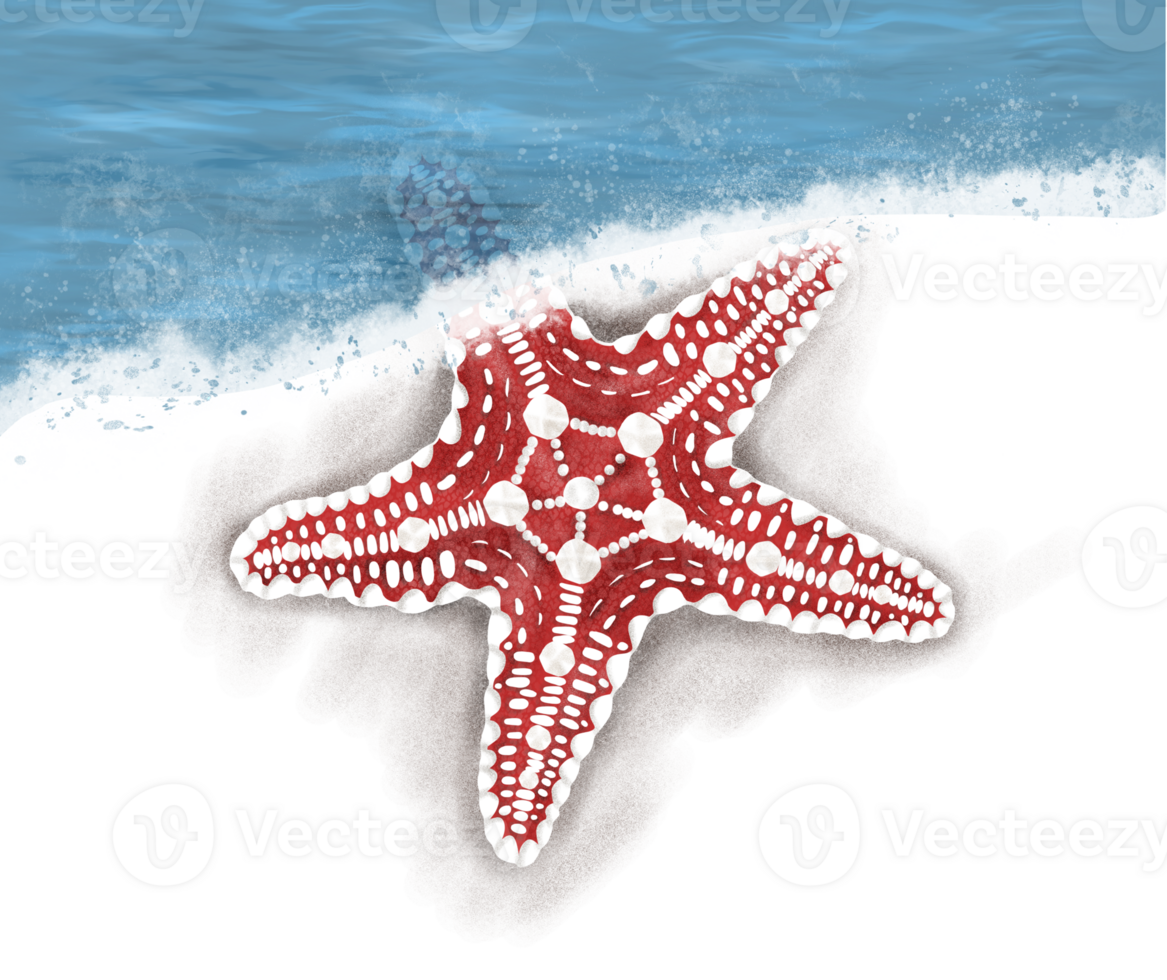 Star fish slightly covered by water illustration png