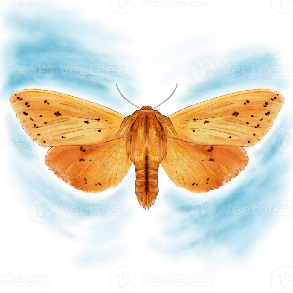 Beautiful Isabella Tiger Moth illustration png