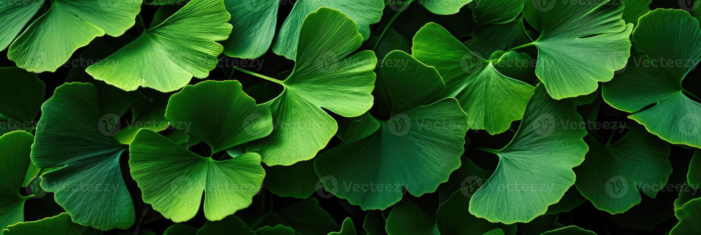 AI generated Ginkgo Leaves. Natural leaf texture background. Branches of a ginkgo tree photo