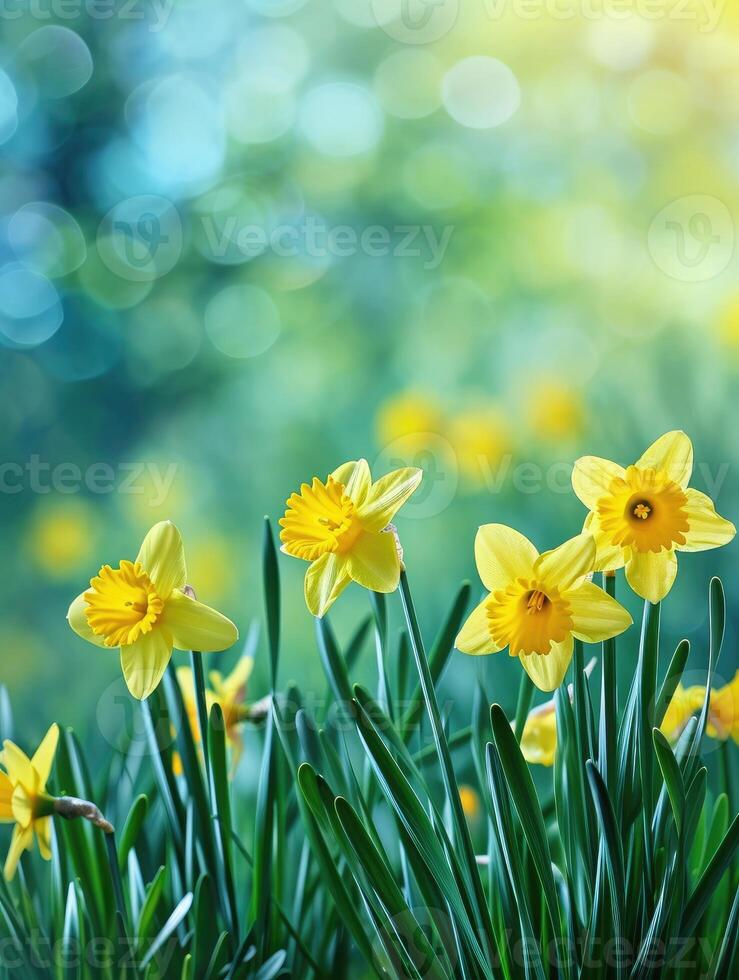 AI generated Beautiful panoramic spring nature background with daffodil flowers photo