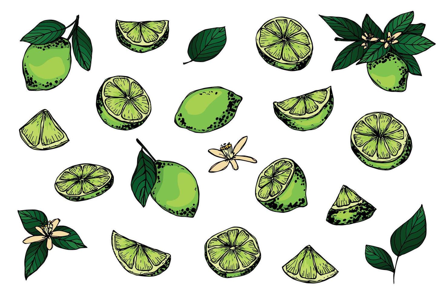 Vector lime clipart. Hand drawn citrus set. Fruit illustration. For print, web, design, decor