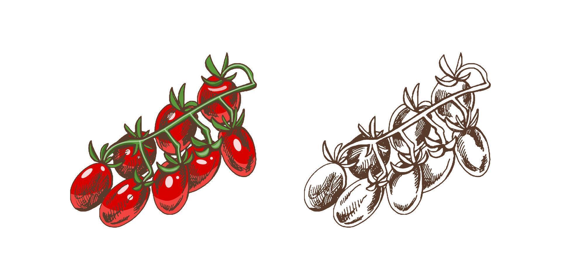 Hand-drawn colored and monochrome vector sketch  of cherry tomatoes on bunch.  Doodle vintage illustration. Decorations for the menu of cafes and labels. Engraved image.