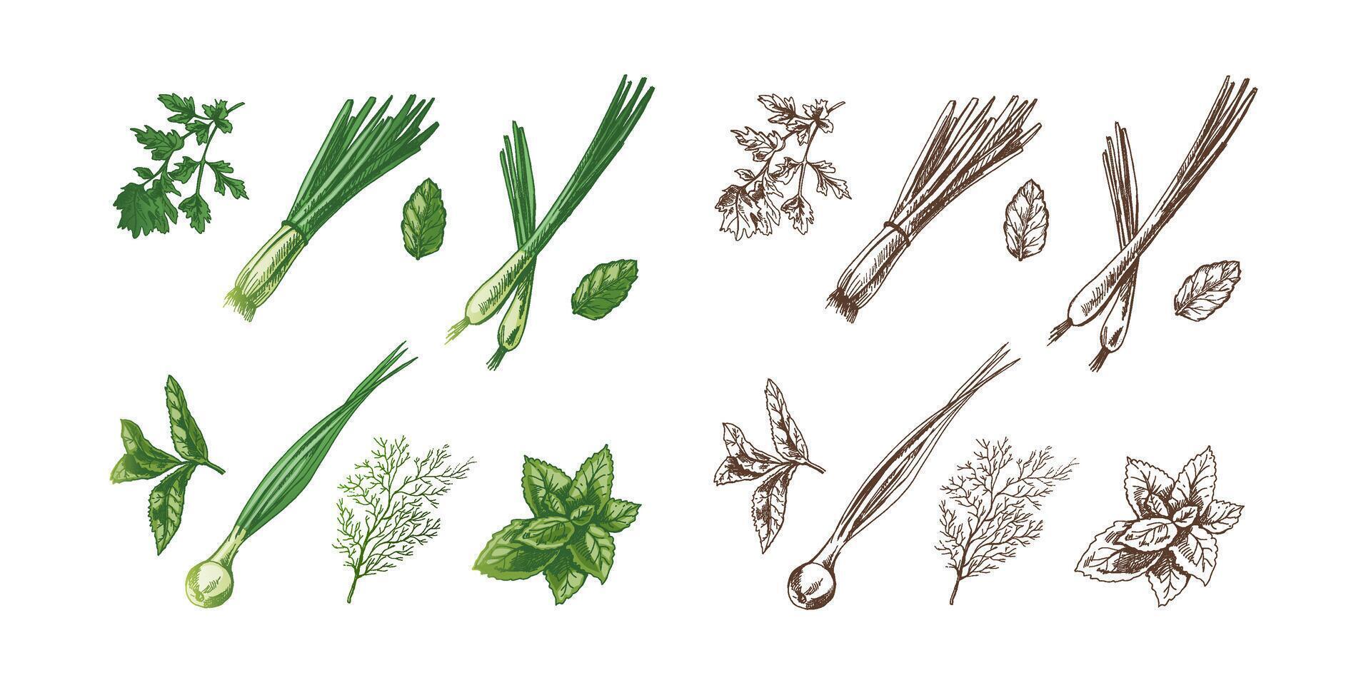 A set of hand-drawn colored and monochrome sketches of  herbs and seasonings. Leek, mint, parsley, dill. For the design of menu of restaurants. Vintage illustration. vector