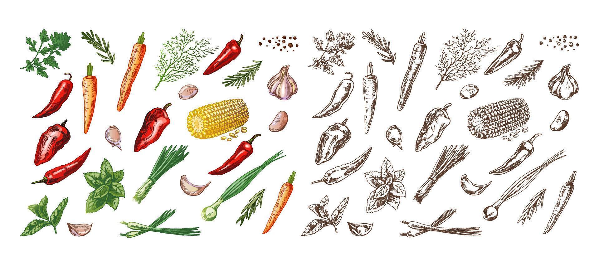 un conjunto de dibujado a mano de colores y monocromo bocetos de hierbas, vegetales y condimentos para el diseño de el menú de restaurantes y cafés Clásico ilustración. vector