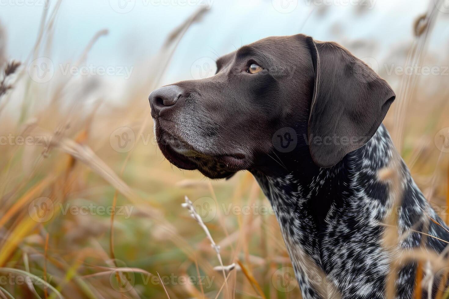 AI generated Hunting dog in tall grass. German Shorthaired Pointer. photo