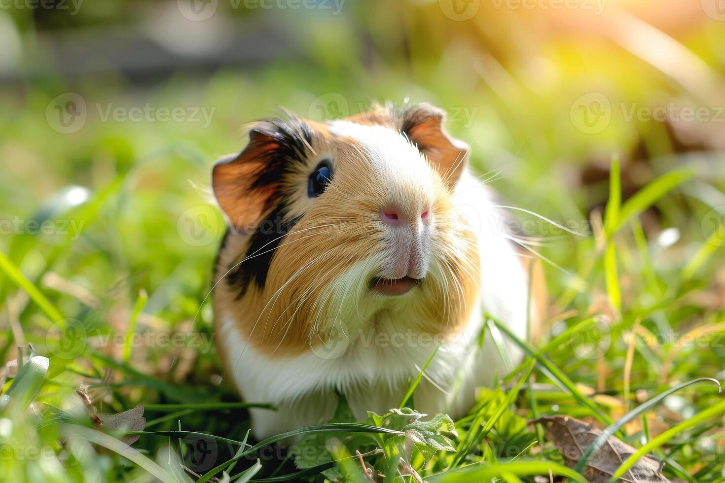 AI generated A cute guinea pig enjoying a sunny day. photo