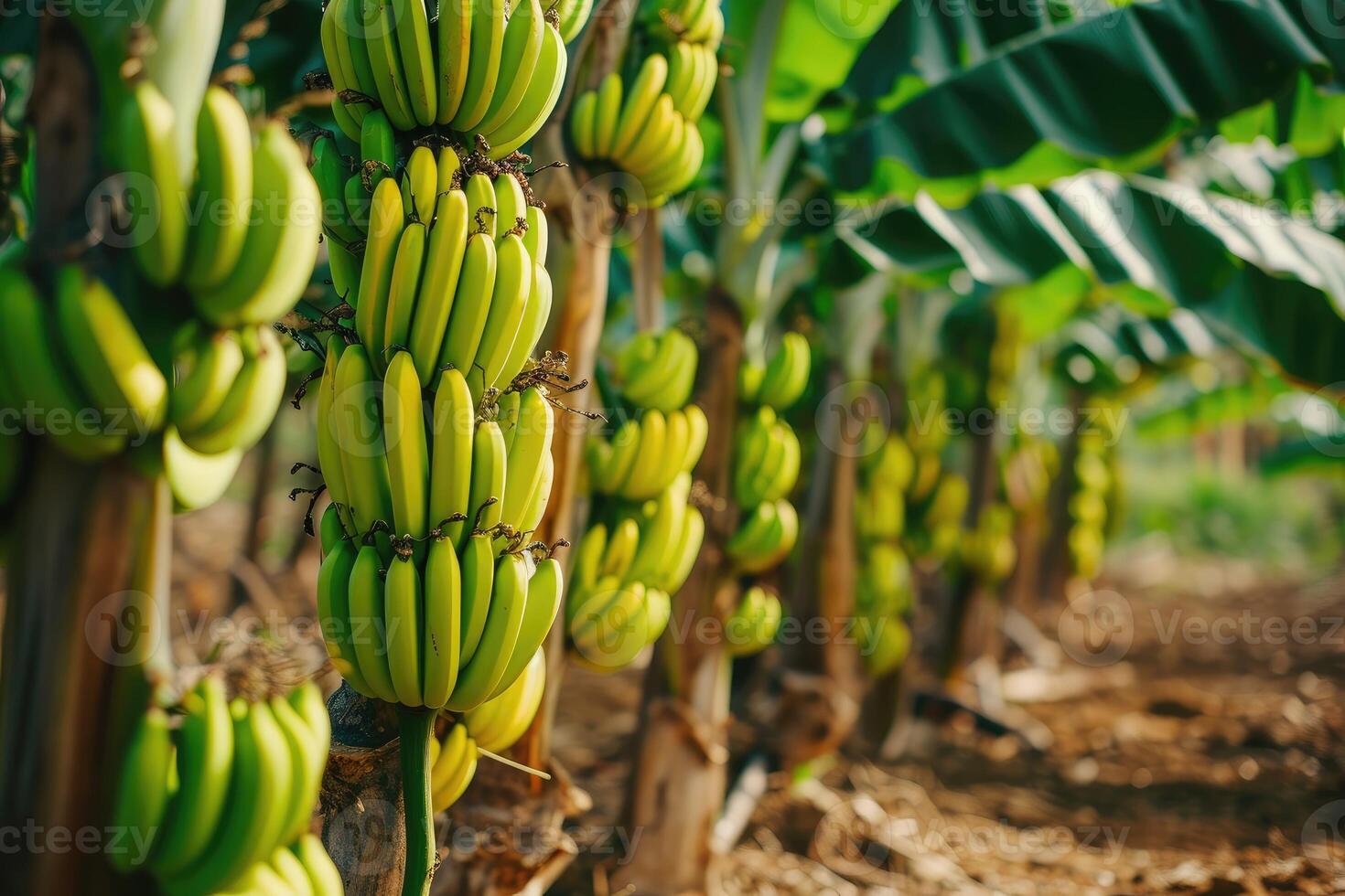 AI generated Bananas growing on trees. Agriculture and banana production concept. photo