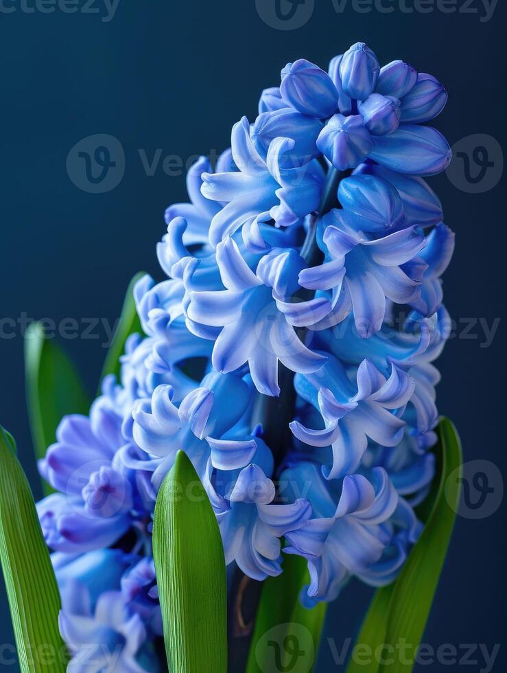 AI generated Close up on blue hyacinth flower in spring photo