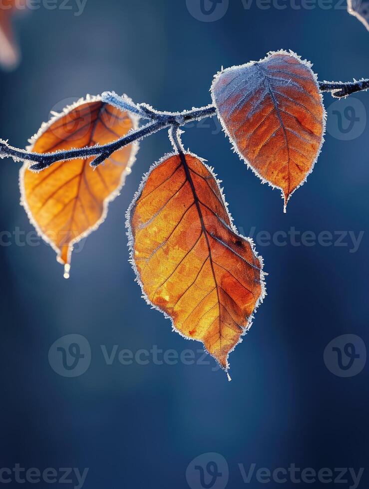 AI generated Orange beech leaves covered with frost in late fall or early winter. photo