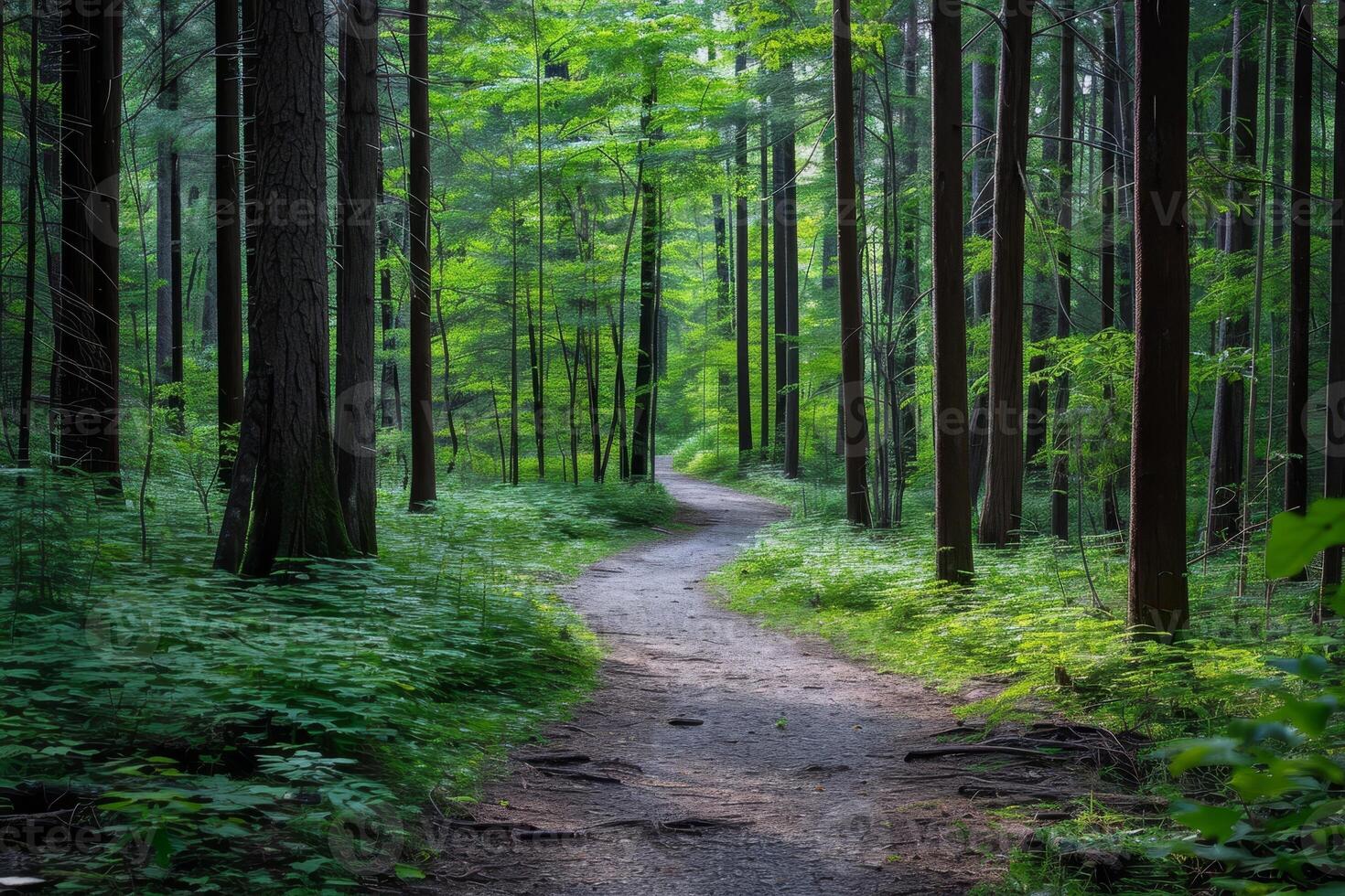 AI generated Trail through tall trees in a lush forest photo