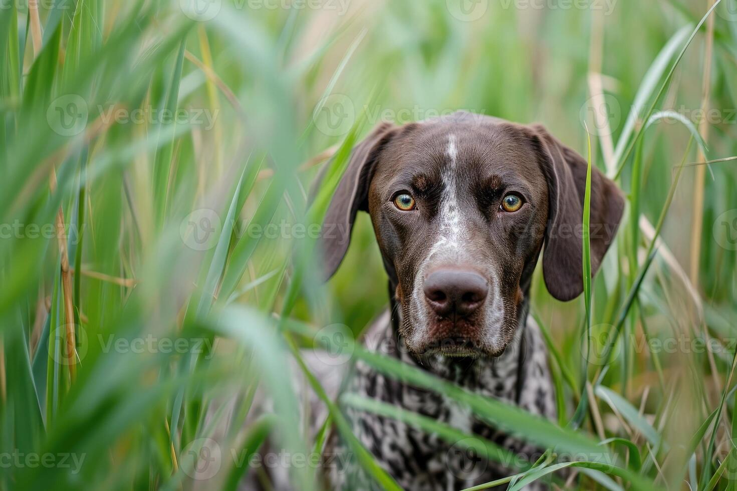 AI generated Hunting dog in tall grass. German Shorthaired Pointer. photo
