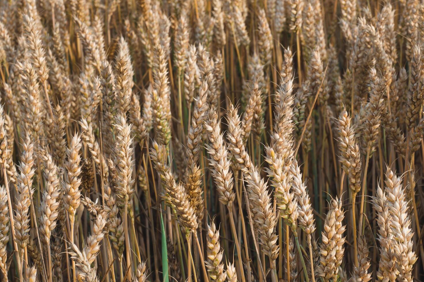 Wheat field. Golden ears of wheat on the field. Background of ripening ears of meadow wheat field. Rich harvest Concept photo