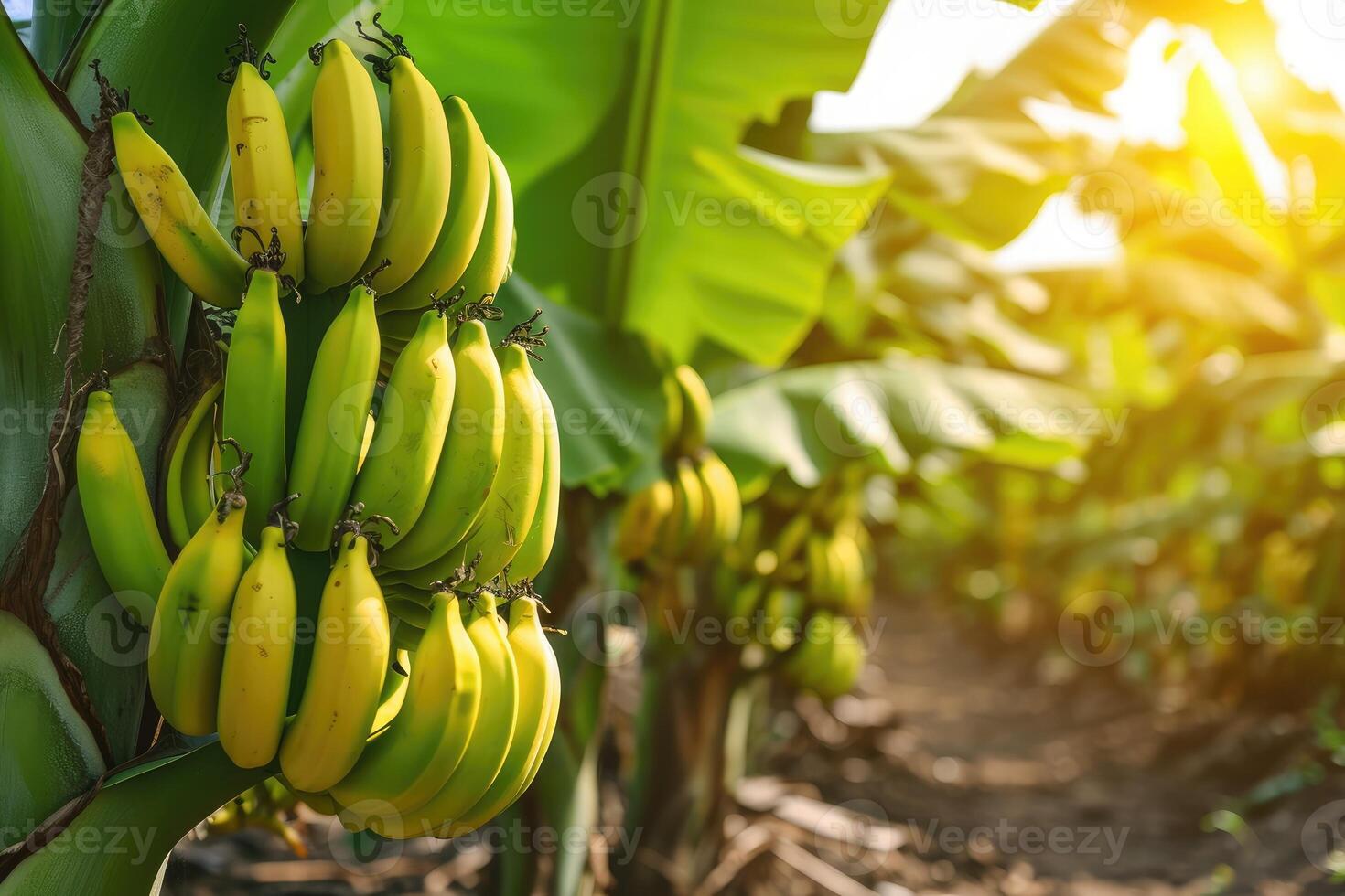 AI generated Bananas growing on trees. Agriculture and banana production concept. photo