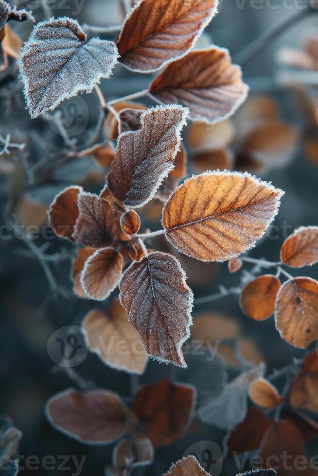 AI generated Orange beech leaves covered with frost in late fall or early winter. photo