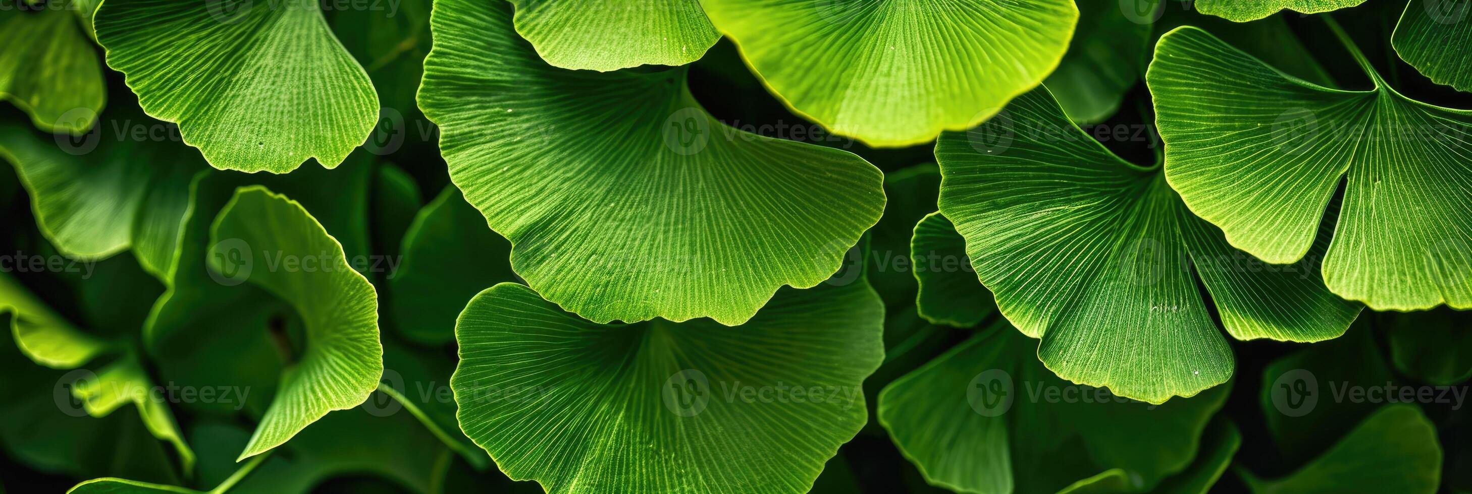 AI generated Ginkgo Leaves. Natural leaf texture background. Branches of a ginkgo tree photo