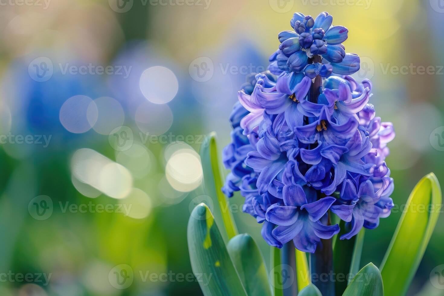 AI generated Close up on blue hyacinth flower in spring photo
