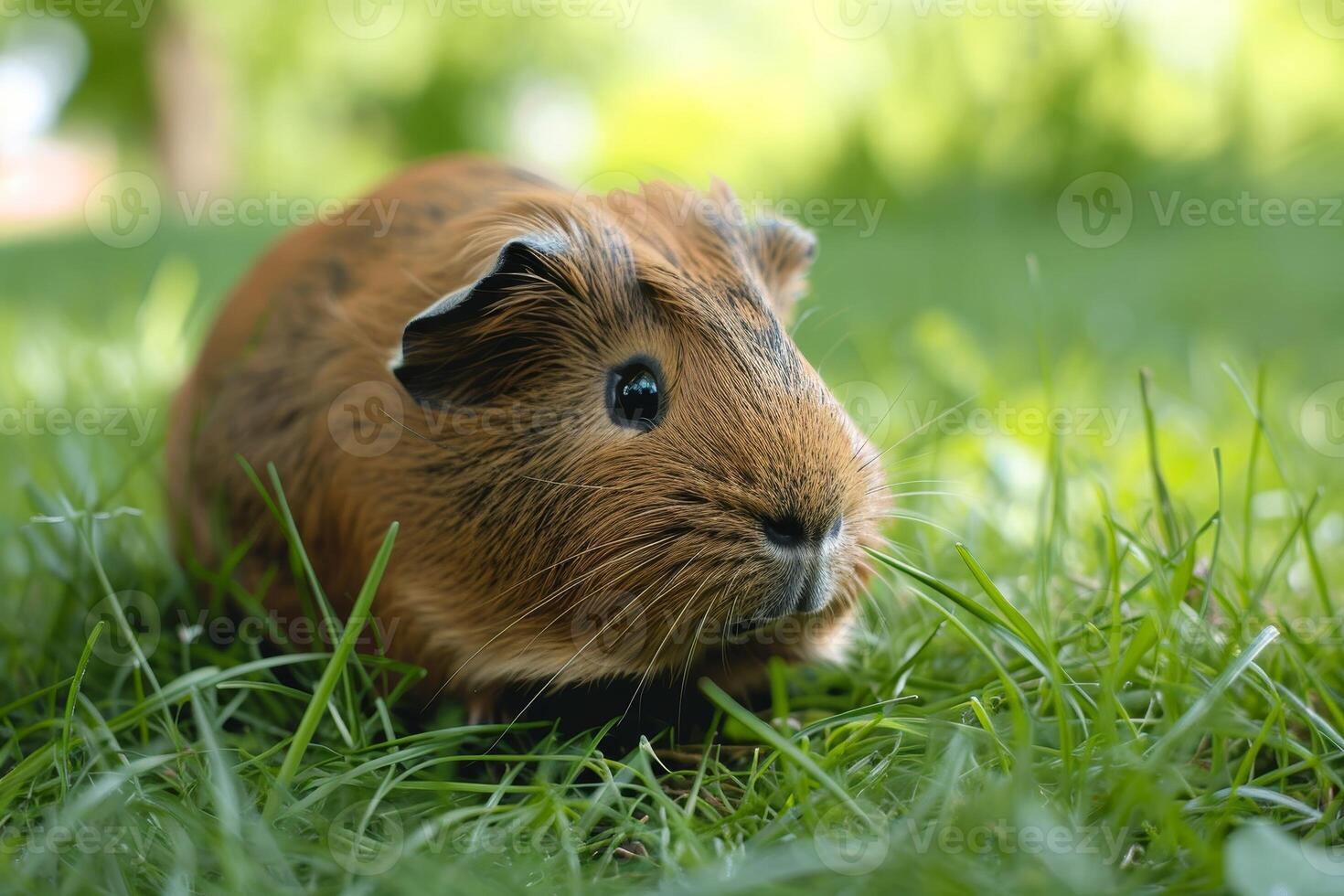 AI generated A cute guinea pig enjoying a sunny day. photo