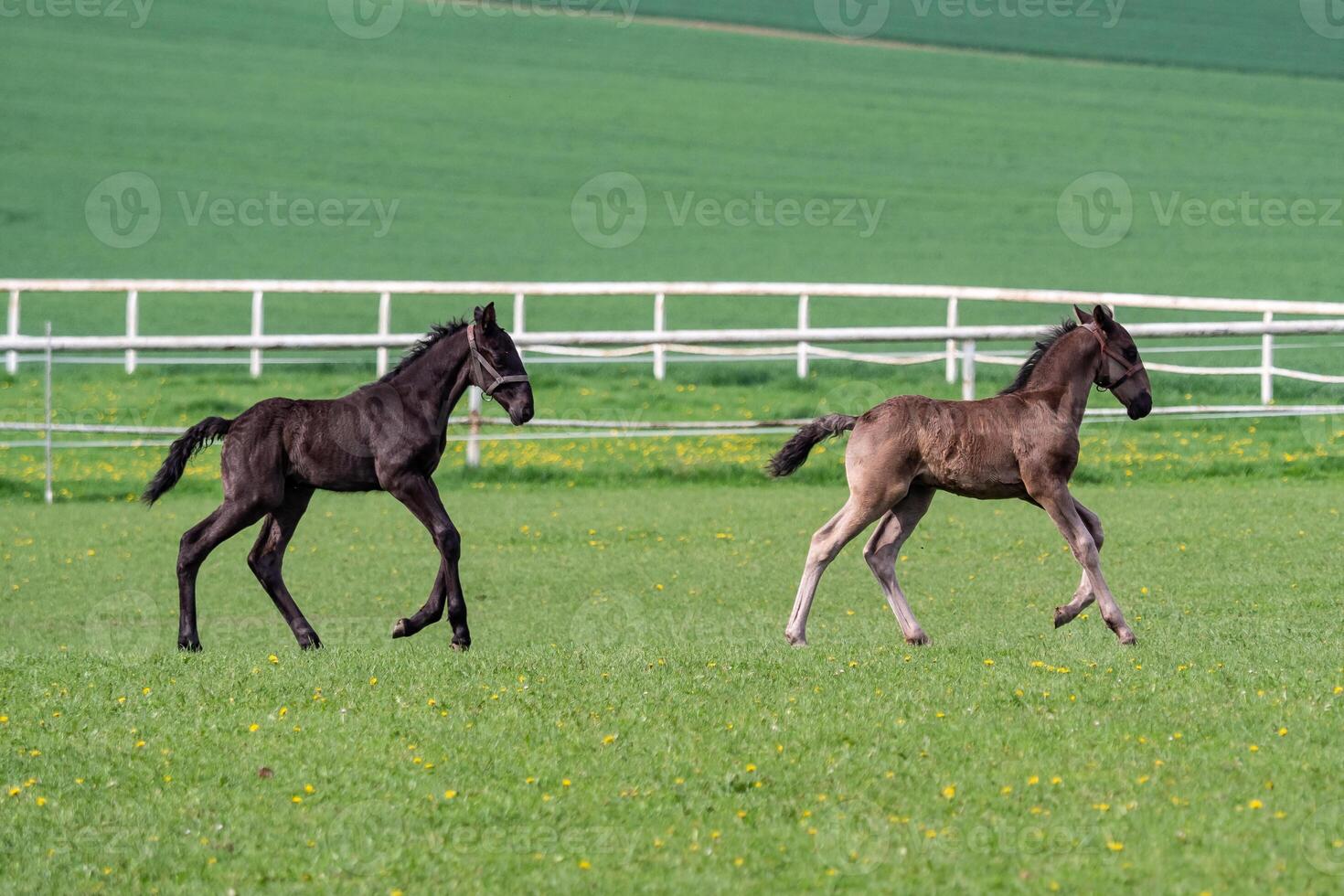 Foals run in the meadow. Black kladrubian horse. photo
