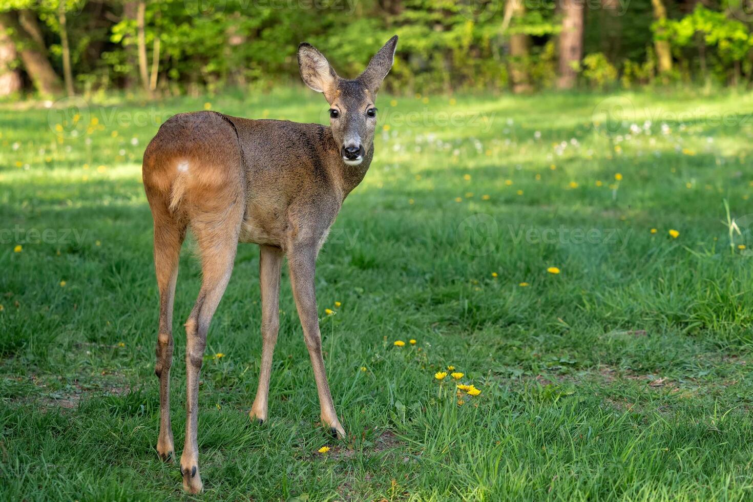 Roe deer, Capreolus capreolus. Wild roe deer in nature. photo