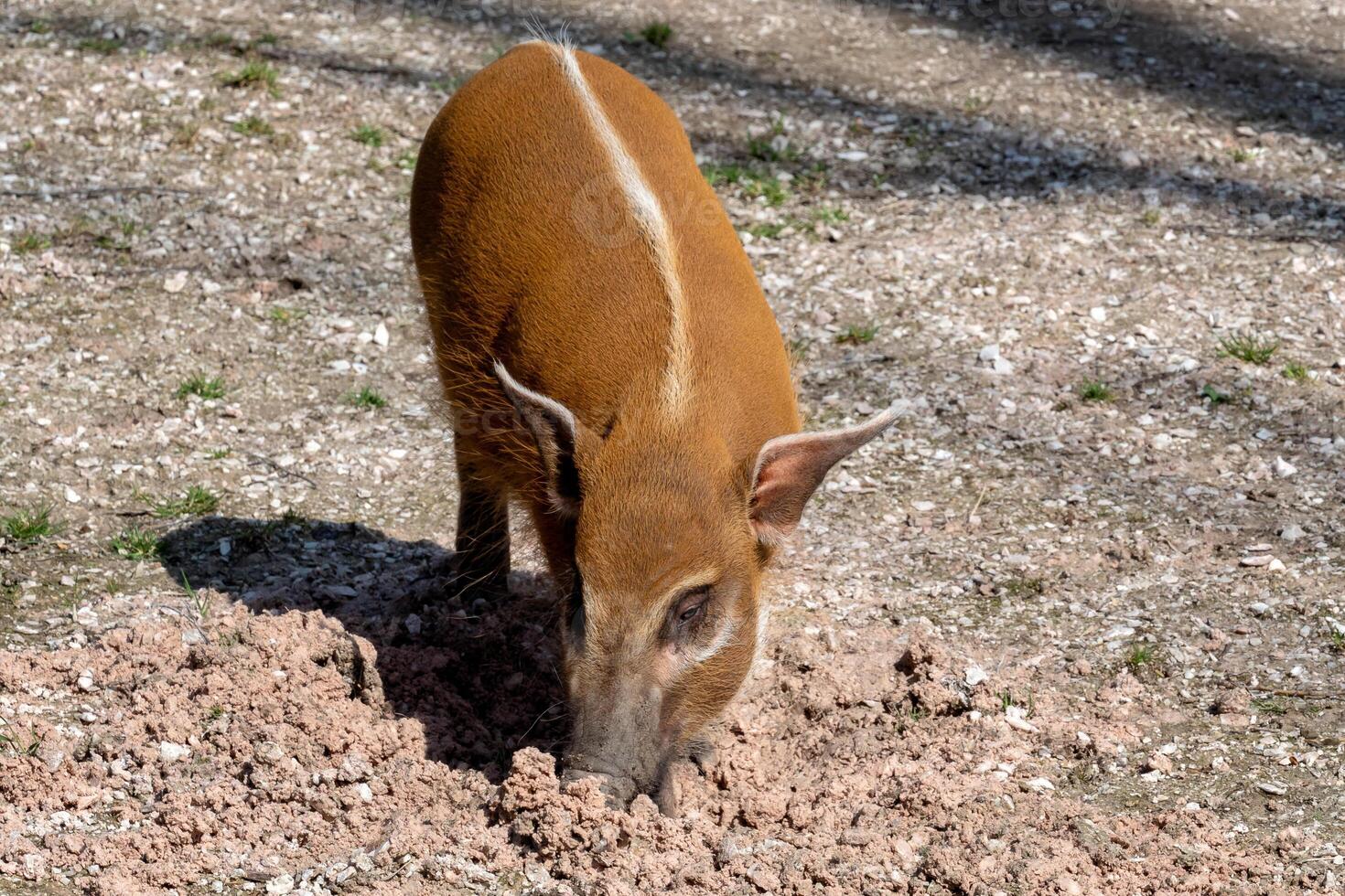 Red river hog, also known as the bush pig. photo