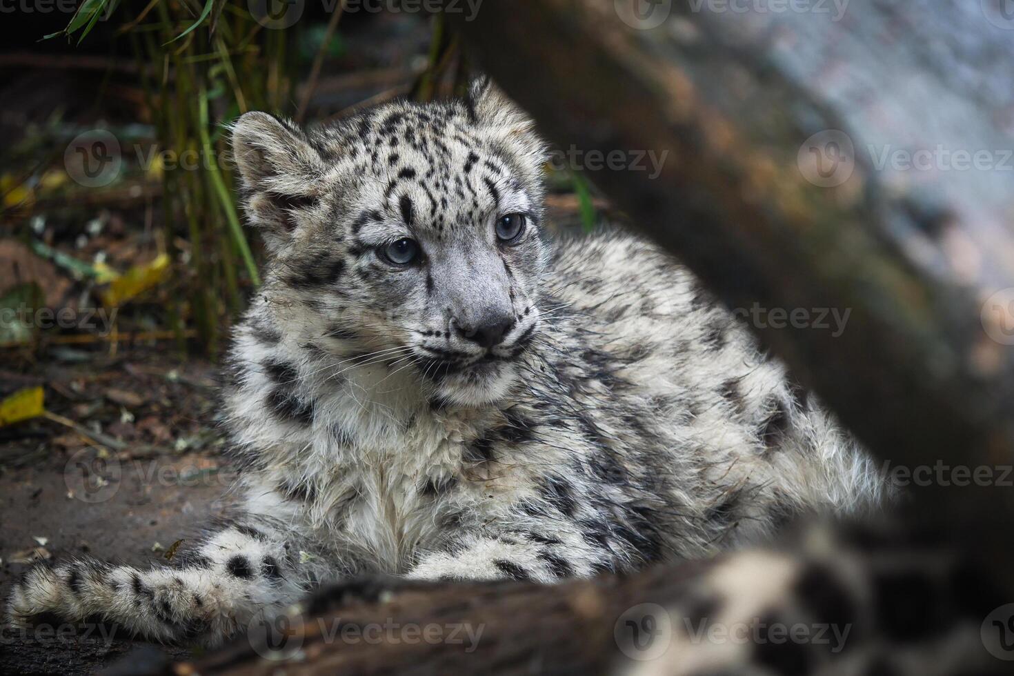 Snow leopard cub. Young snow leopard. photo