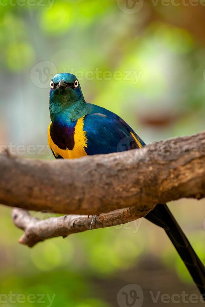 Golden breasted Starling, Cosmopsarus regius, Glossy Starling sitting on the tree branch. Beautiful shiny bird in the green forest. photo