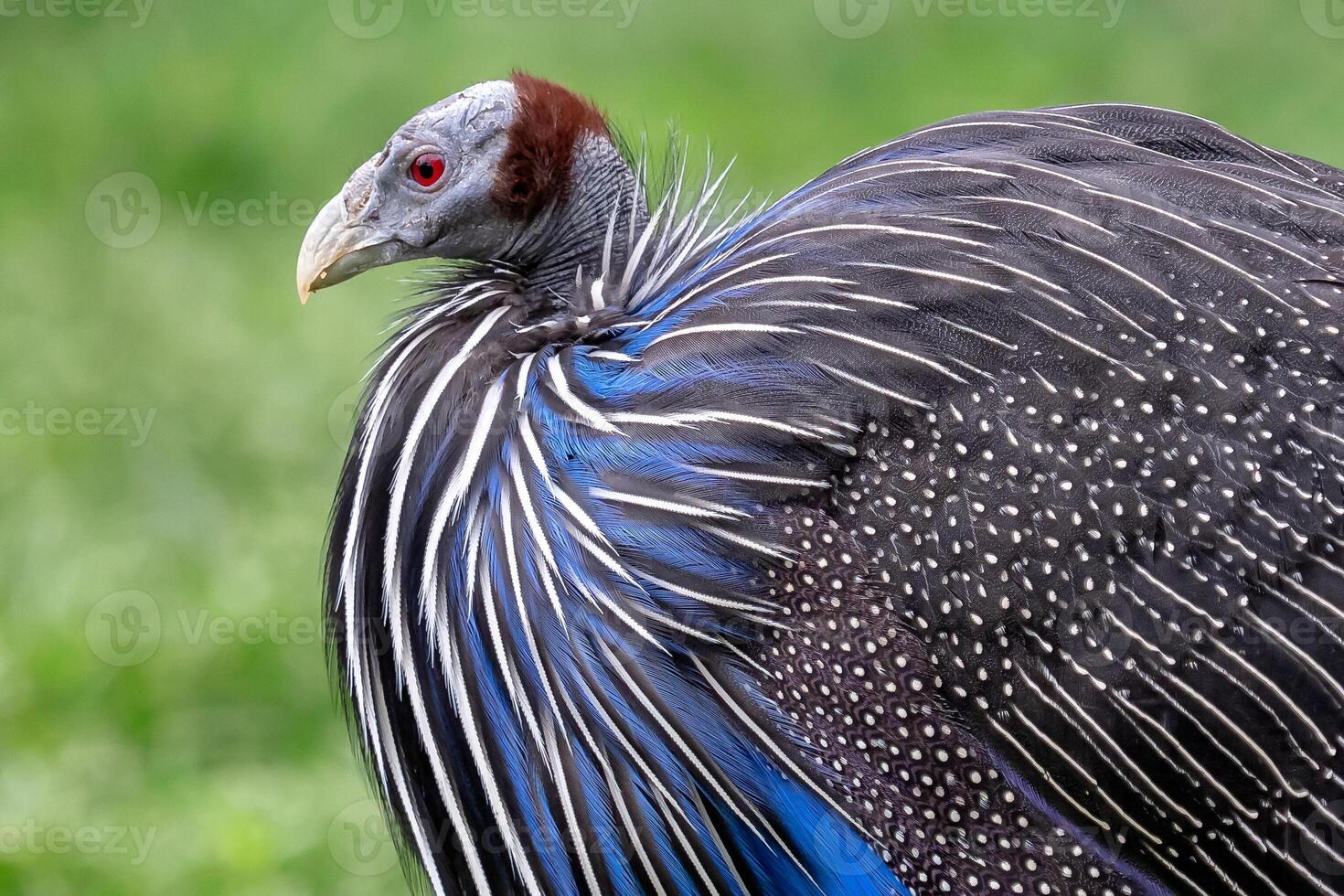 Vulturine guineafowl. Wildlife animal. photo