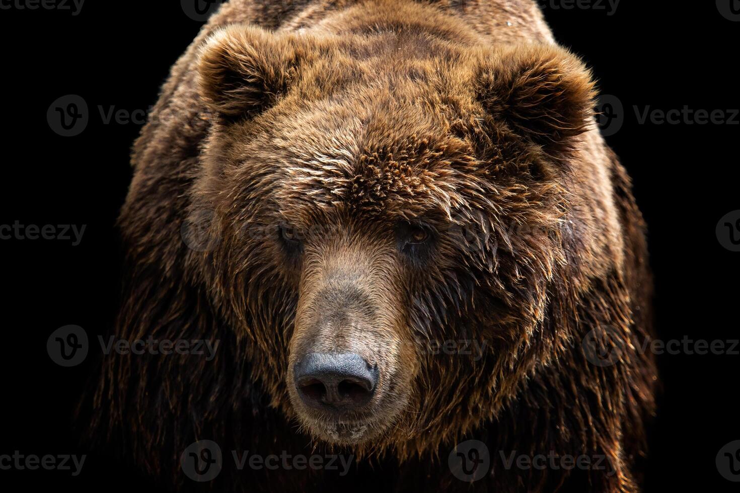 Front view of brown bear isolated on black background. Portrait of Kamchatka bear photo