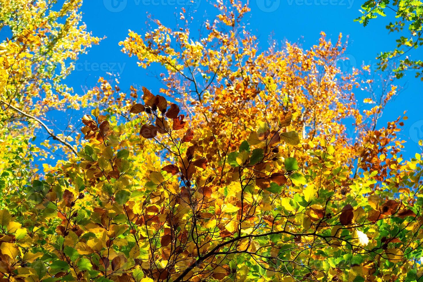 Autumn leaves with the blue sky background photo